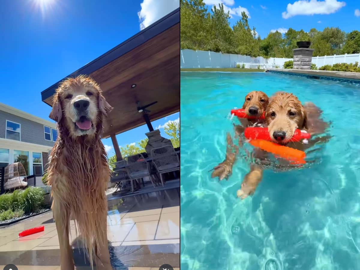 Reason #1,687,192,103 Dogs Are The Absolute Best Creatures On The Planet: These Golden Retrievers Love Swimming In The Pool More Than You've Ever Loved Anything