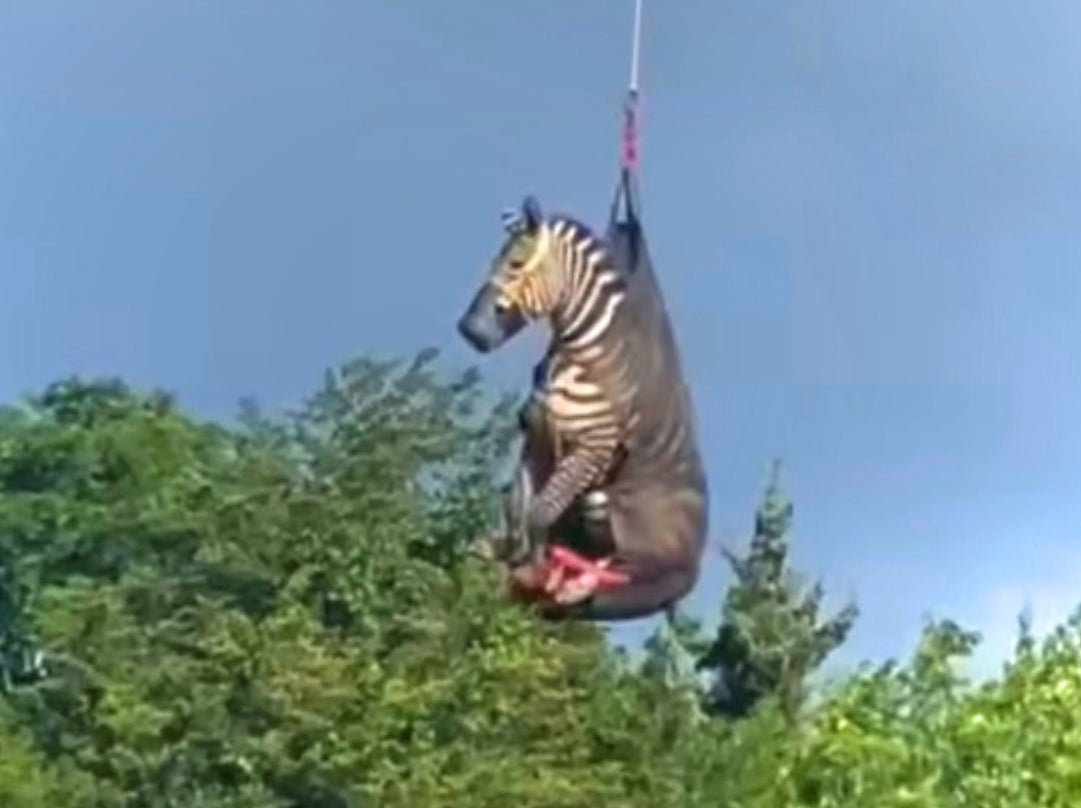 Justice For Ed – After A Week On The Run, Ed The Zebra Has Been Captured And Airlifted Back to His Owners