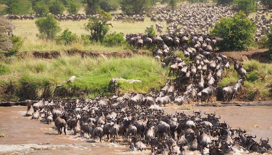 The Great Migration – Watching A Giant Confusion Of Wildebeests Cross A River Of Crocodiles During Africa's Great Migration Is A Bucket List Item