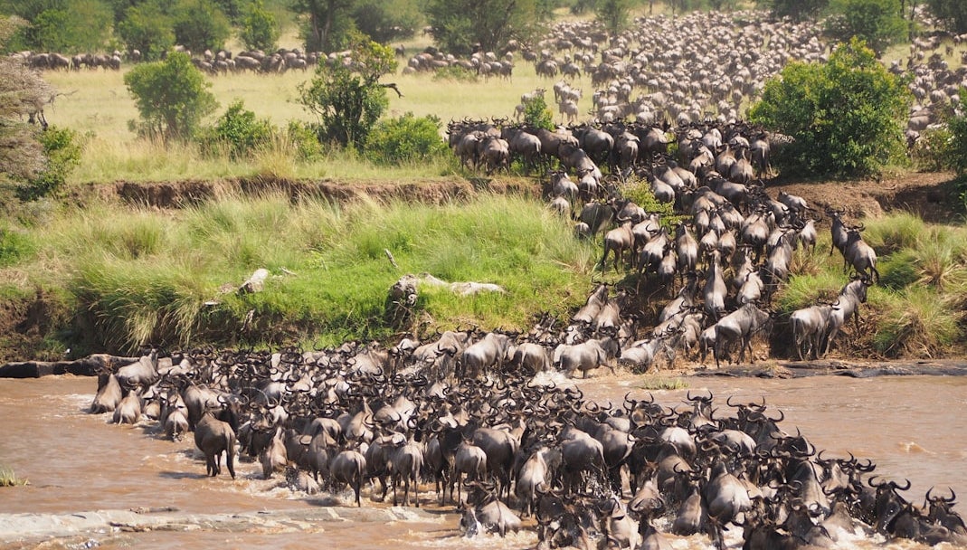 The Great Migration – Watching A Giant Confusion Of Wildebeests Cross A River Of Crocodiles During Africa's Great Migration Is A Bucket List Item