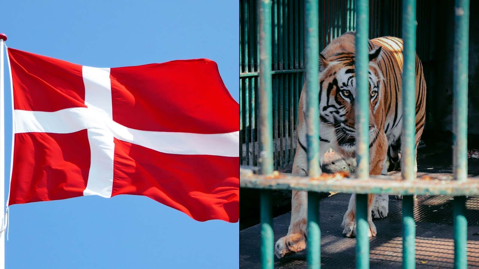 Fair Or Fucked Up? - Denmark Zoo Is Asking For Unwanted Pets To Be Donated To Feed Their Captive Predators