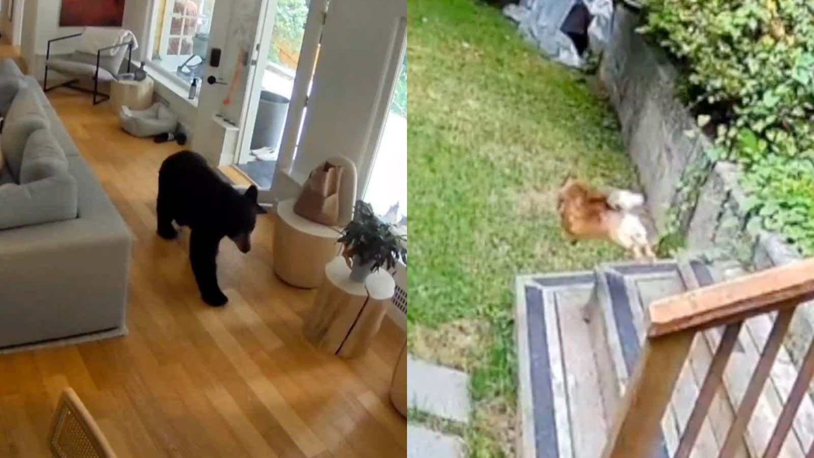 Get Fucked Bear - Huge Win For Small Dogs, Scout The Pomeranian Terrorizes Intruding Black Bear, Chases Out of Family Home