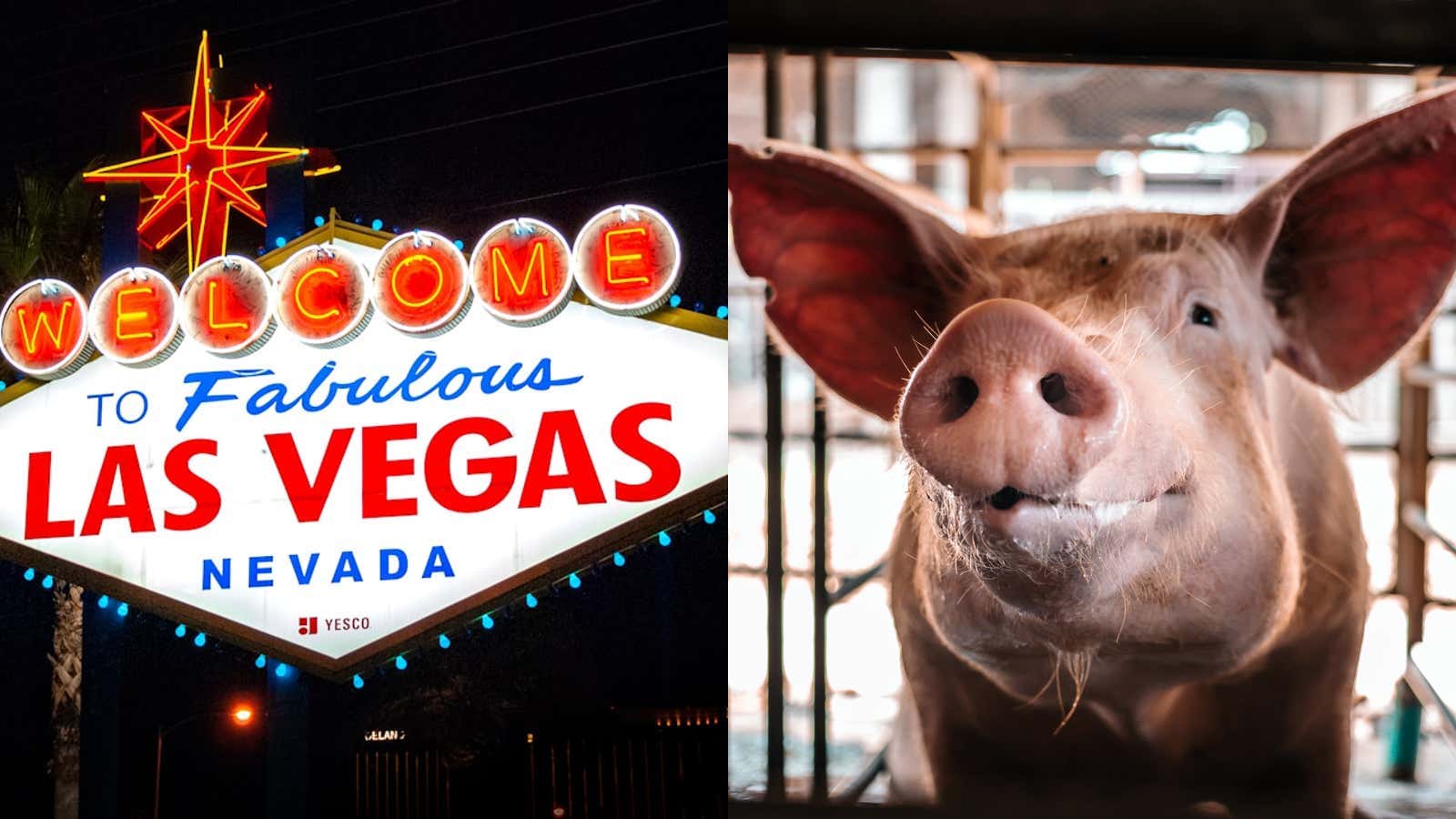 Vegas is Back: CEO of AI-Company Looking to Eliminate Real Estate Brokers Received a Bloody Pig's Head in The Mail