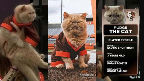People Are Saying That Bowling Green Falcons New Mascot 'Pudge The Cat', is "Quite Literally The Best Thing in College Football"