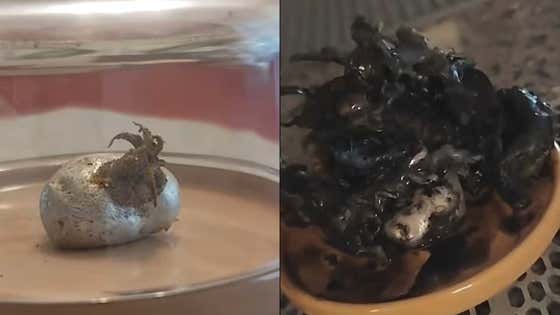 There May or May Not Be An Alien Growing Out Of A Meteorite Like Venom Down In Panama