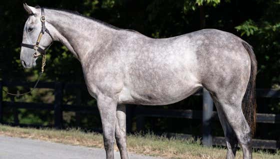 My new boss Dave Portnoy bought a horse. Another one.
