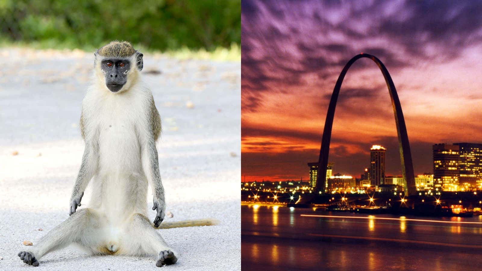 Several "Unpredictable and Aggressive" Monkeys Are On The Loose In St. Louis (At Least Four) And Nobody Knows Where They Came From