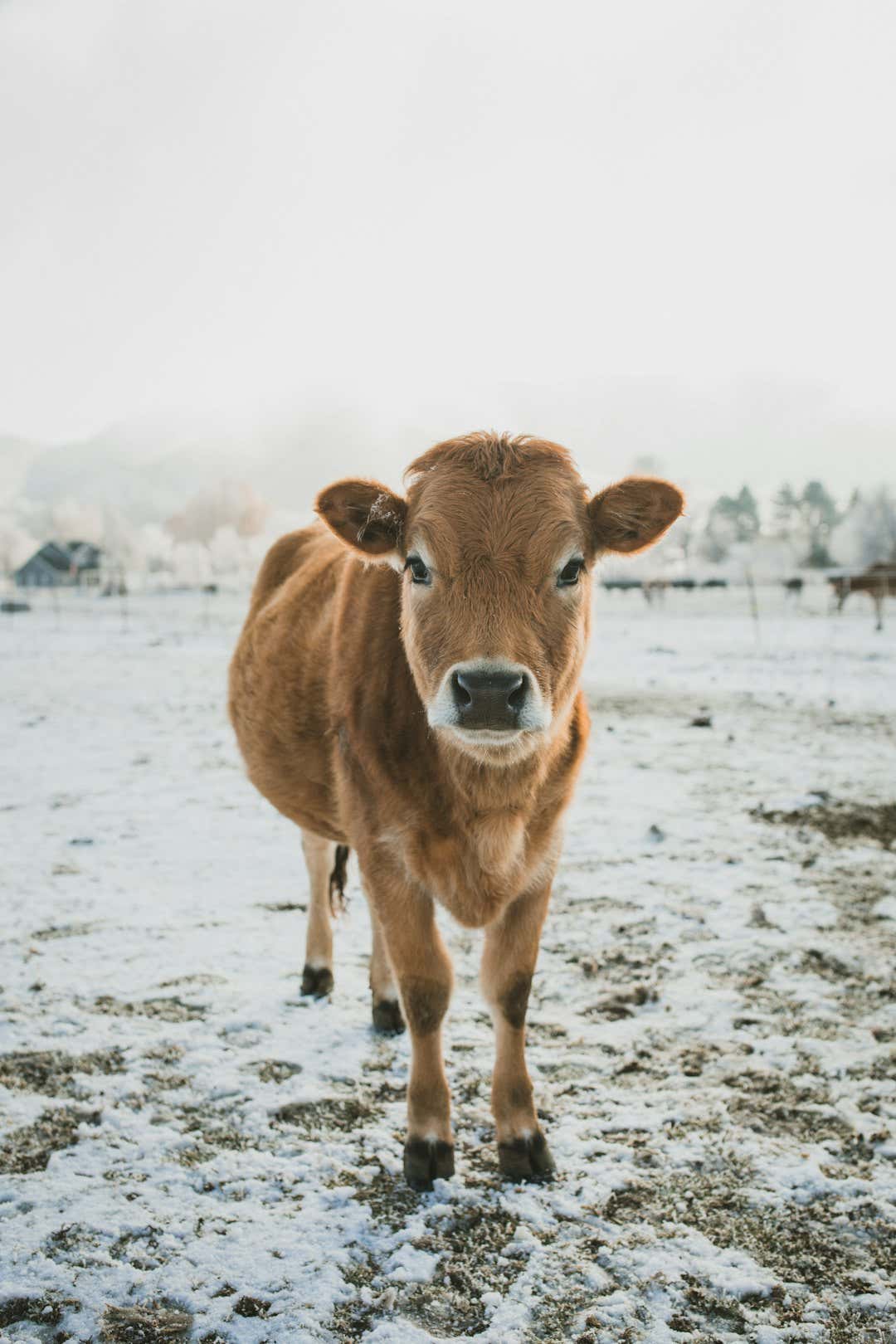 Kentucky Family Who Brought Their Freezing Baby Calf In From The Cold Is About The Most Adorable Thing I've Ever Seen