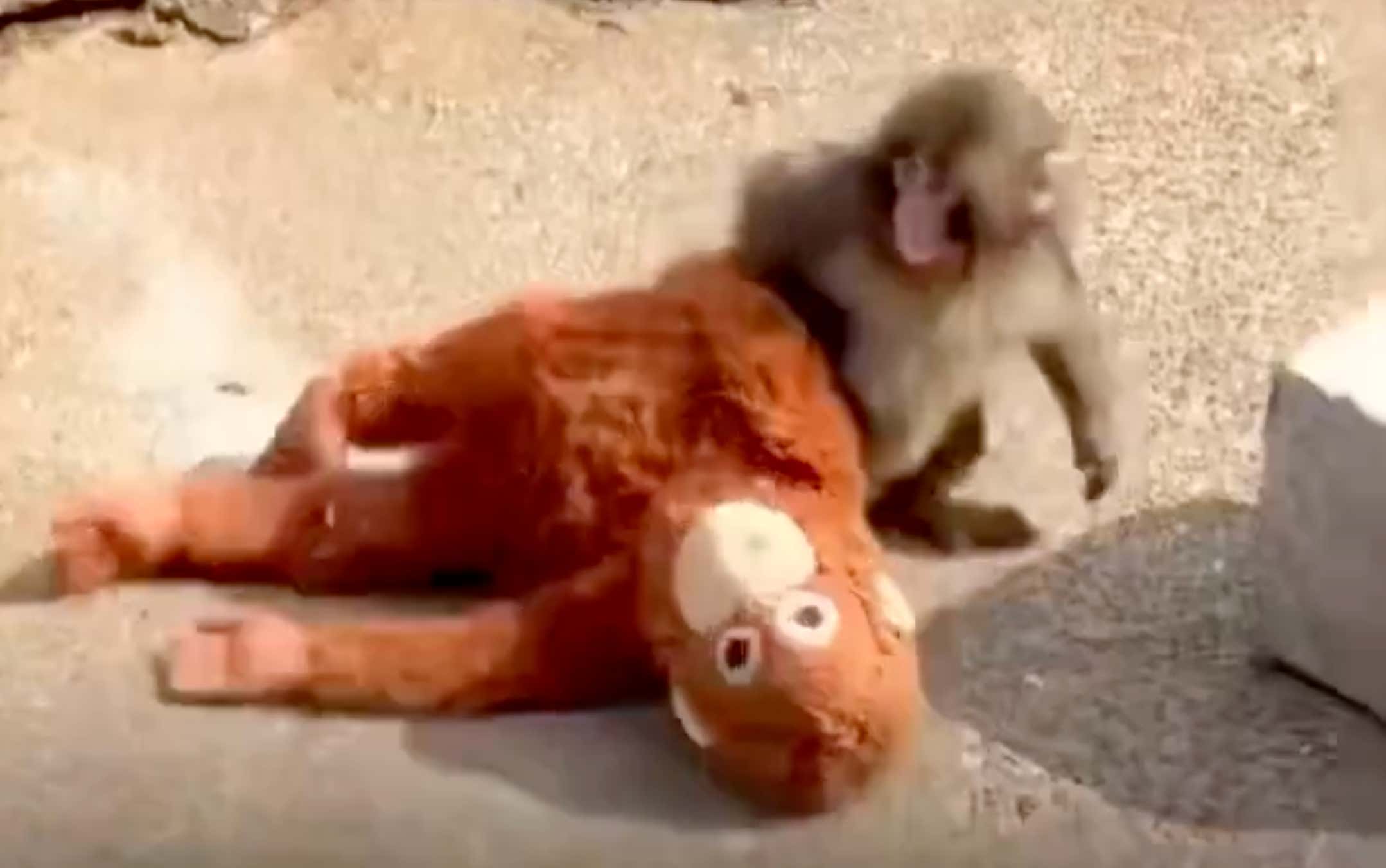 Meet Punch, The Monkey Abandoned By His Mother And Forced To Bond With A Doll