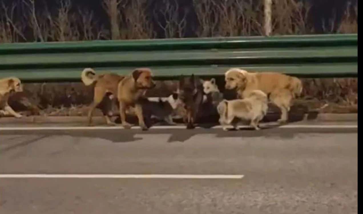 The Story Of Seven Stolen Dogs Escaping An Illegal Transport Truck On Its Way To A Dog Meat Factory In China And Traveling 10 Miles Over 2 Days To Find Their Way Home Is Taking The Internet By Storm