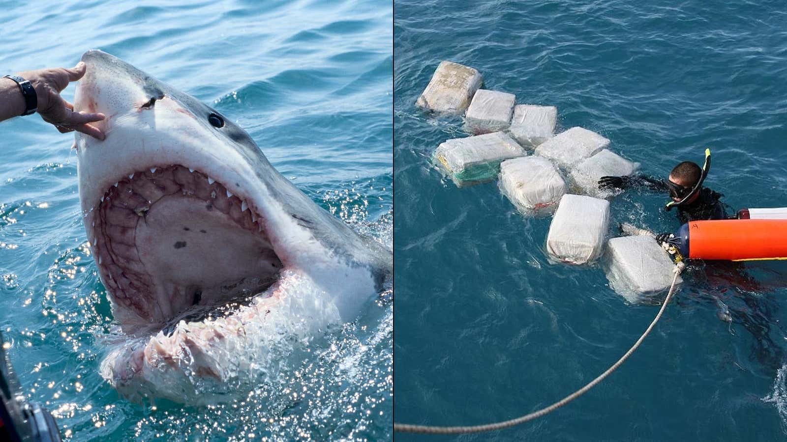Cocaine Sharks are Back, Only Now They're Also Tweaking on Caffeine and Painkillers