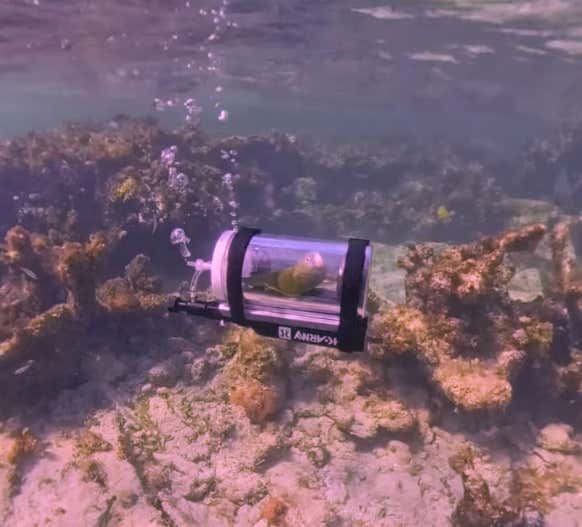 This Parrot is Scuba Diving