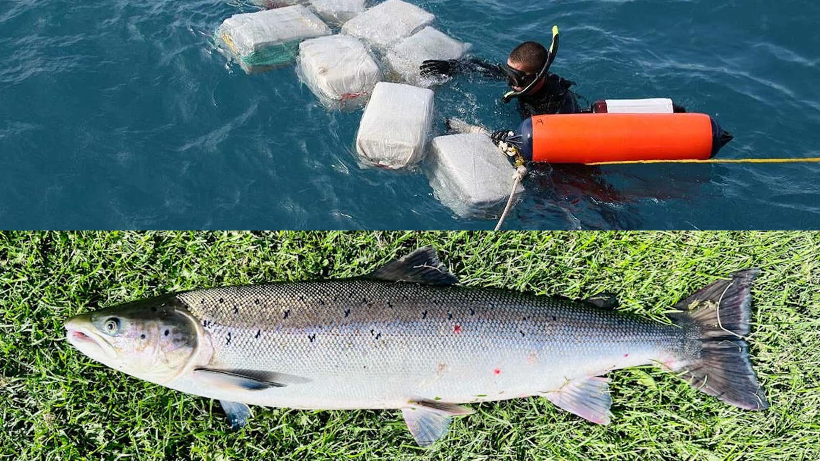 In a Groundbreaking New Discovery, Salmon Exposed to Cocaine Swim Longer Distances Than Sober Salmon