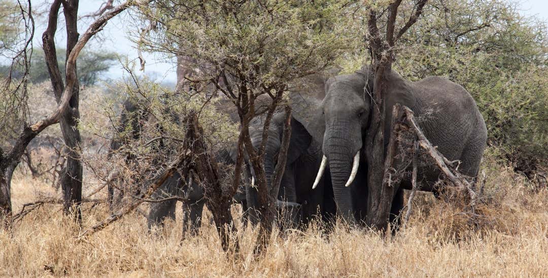 Millionaire Trophy Hunter Trampled to Death By Elephants