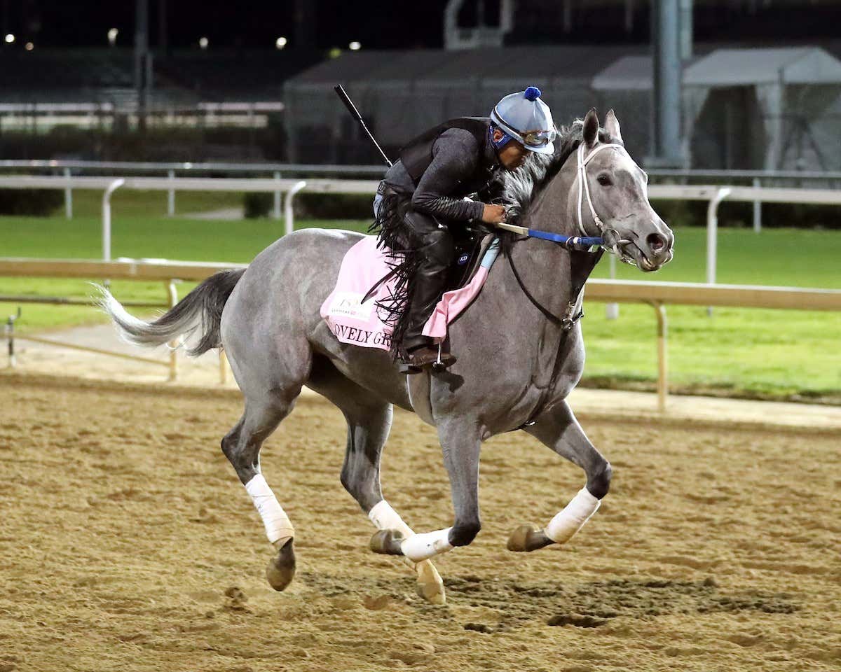 It's Kentucky Derby & Kentucky Oaks Week And Dave's Go Go Greys Lovely Grey is Officially In The Oaks - Will She Run In One Of The Biggest Races Of The Season?