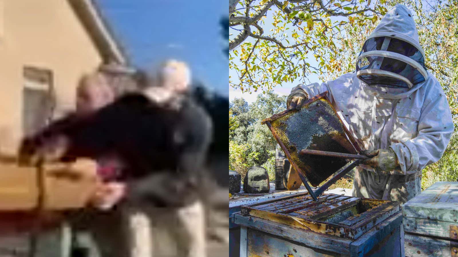 "SHE'S OPENING THE BEES!" – Massachusetts Woman Found Guilty After Unleashing Swarms of Bees on Deputies as They Tried to Evict Her