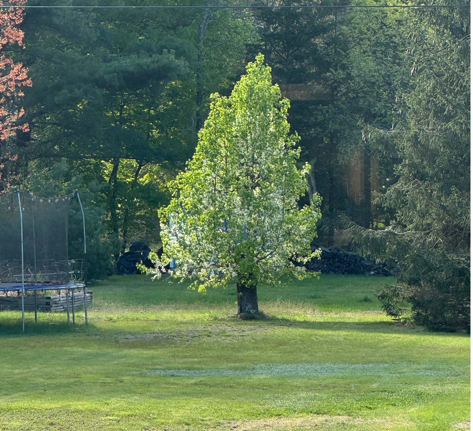 Today Is the One-Year Anniversary of My Wife's Passing... (This tree is important)