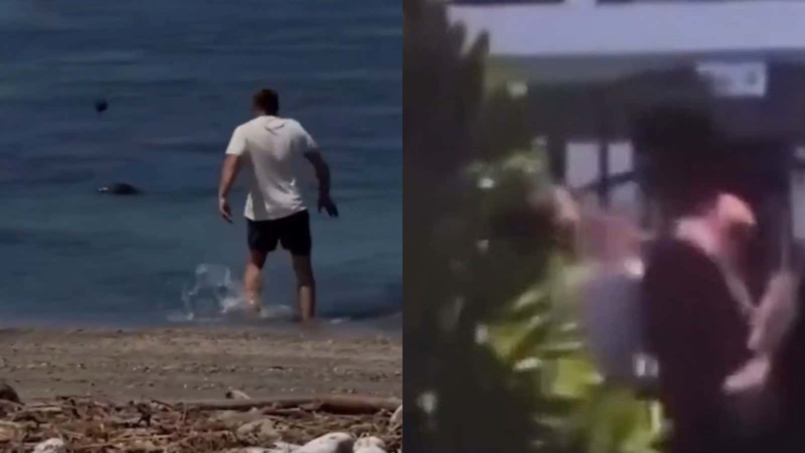 A Hawaii Local Allegedly Beat The Shit Out Of A Tourist Who Apparently Threw A Rock At An Endangered Seal, Then Hawaii Awarded Him With A Letter Of Recognition
