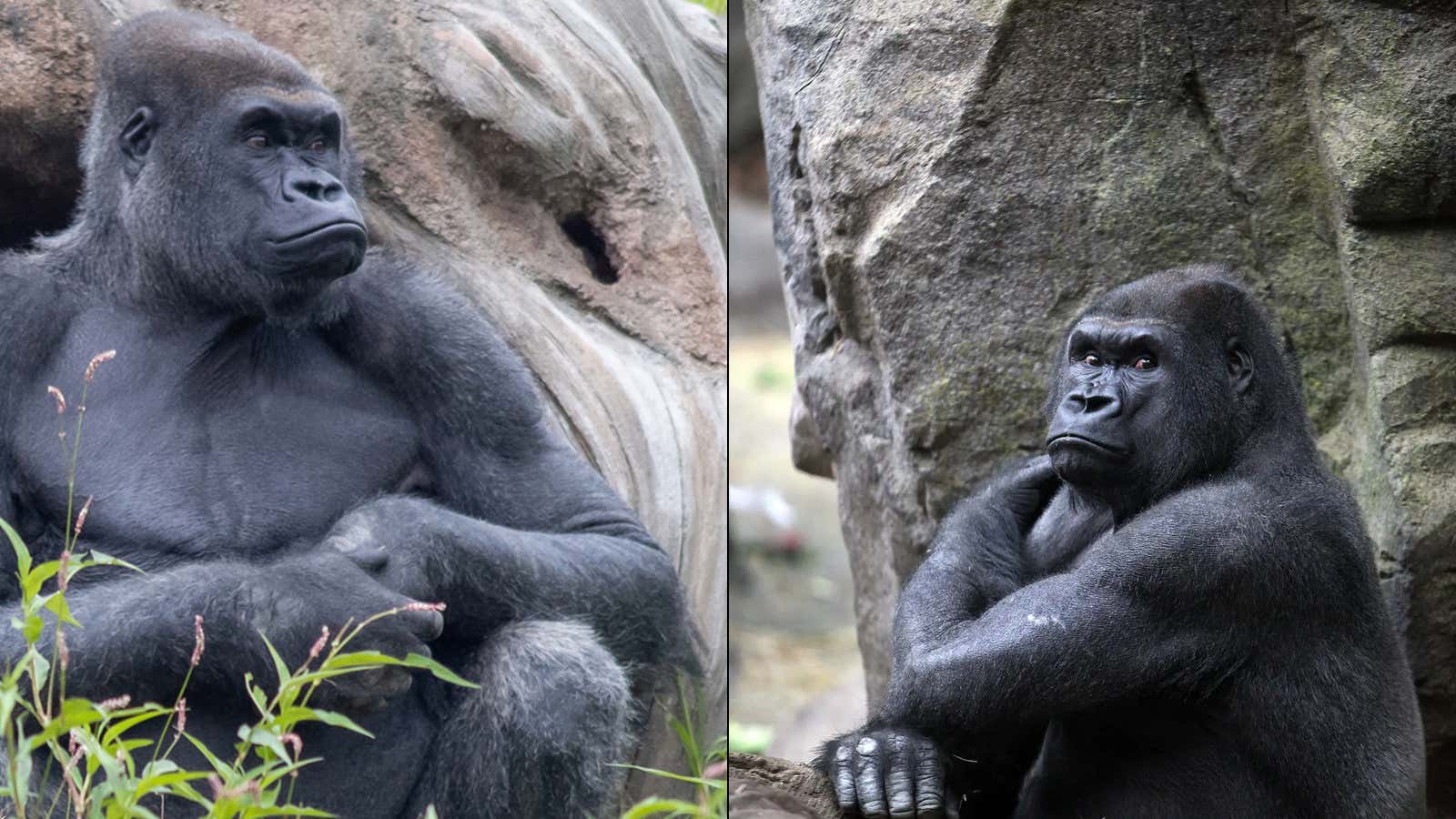 Blockbuster Gorilla Trade: The Pittsburgh Zoo And Boston's Franklin Park Zoo Agreed On A Massive Deal To Exchange Frankie And Little Joe The Silverback