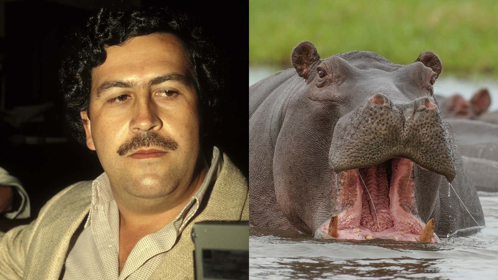Pablo Escobar's Colombian Hippo Population Has Gotten So Out of Control That Columbia Now Plans To Kill Off 80 of Them