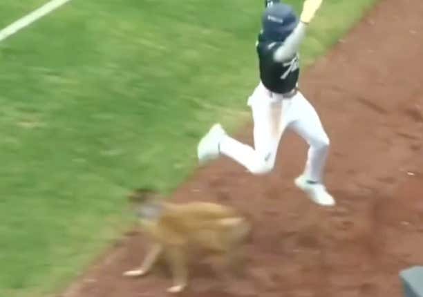 A Dodgers Prospect May Have Injured Himself Trying To Avoid the Tulsa Drillers' Bat Dog