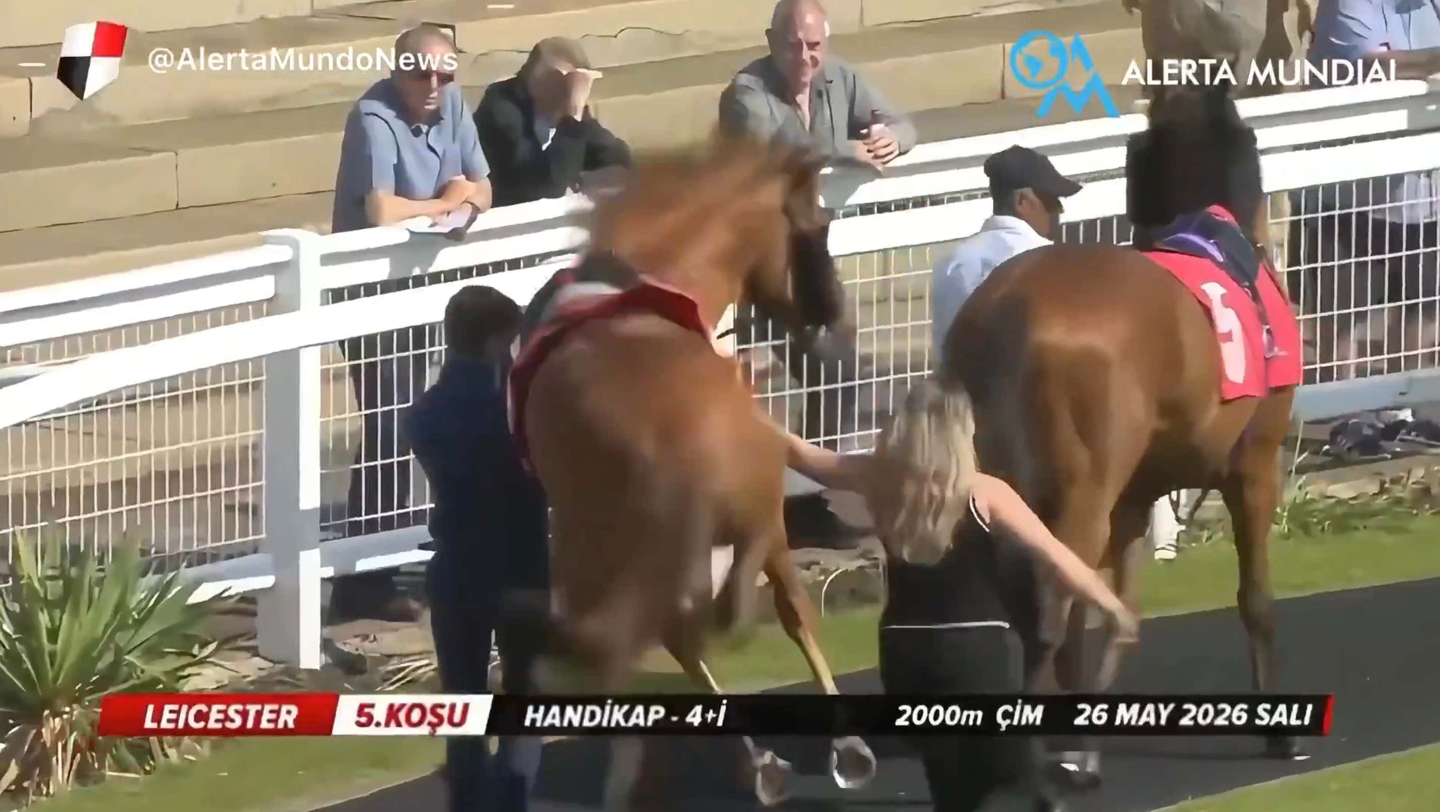 Watch This Horse Groomer Approach Her Horse From Behind and Get Kicked Into Another Dimension