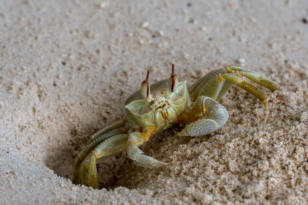 Crab Expert Confirms That Crabs Can Be Living In Sand Under Beachgoers Towels