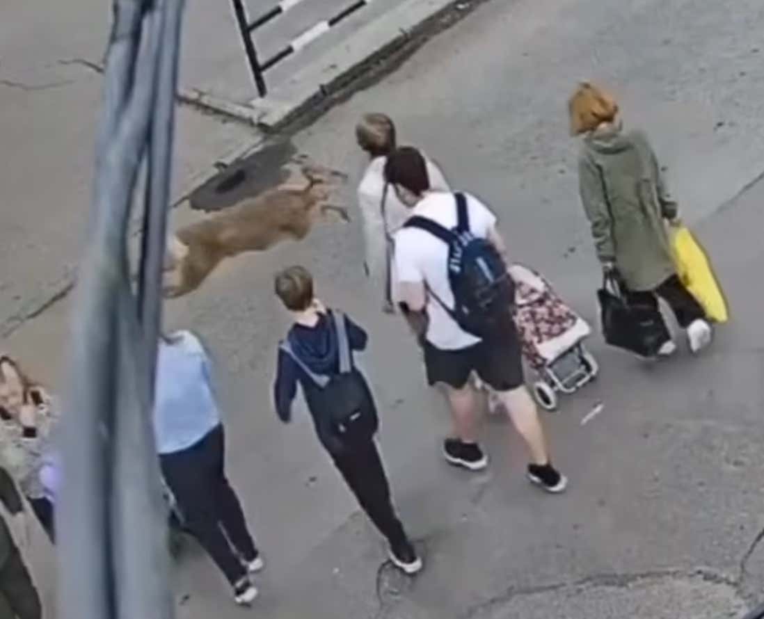 Some Poor Old Lady In Ukraine Got Absolutely Blindsided By A Deer While Crossing The Street, Which Is A Reminder That Deer Are Huge Assholes