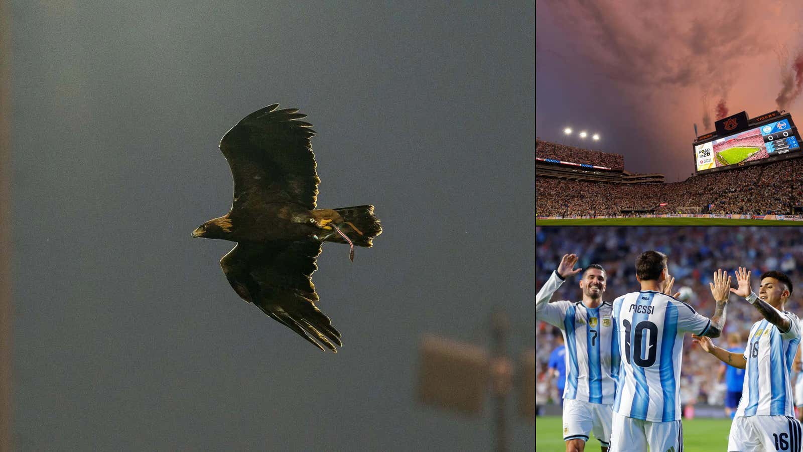 It Just Means More: World Cup Tourists Were In Awe That Jordan-Hare Stadium Has An Eagle Flying Around, Realized SEC Stadiums Are Insane