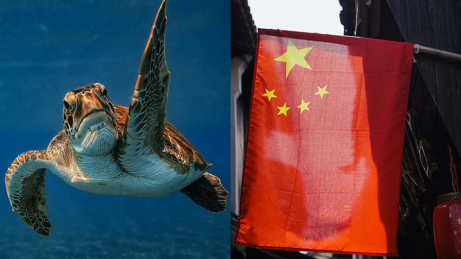 China Claims To Have Discovered Enemy Spy Turtles + Spy Fish, Used To Create Underwater Maps As Part Of An "Invisible Secret War"