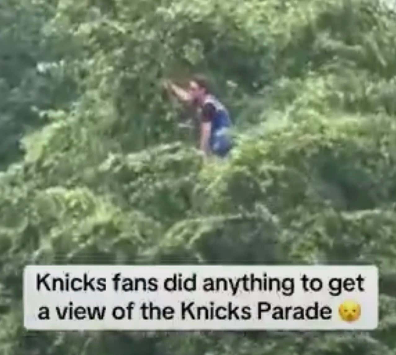 Nothing Was Stopping This Knicks Fan From Seeing The Parade As He Climbed What Looks Like A 20 Foot Tree