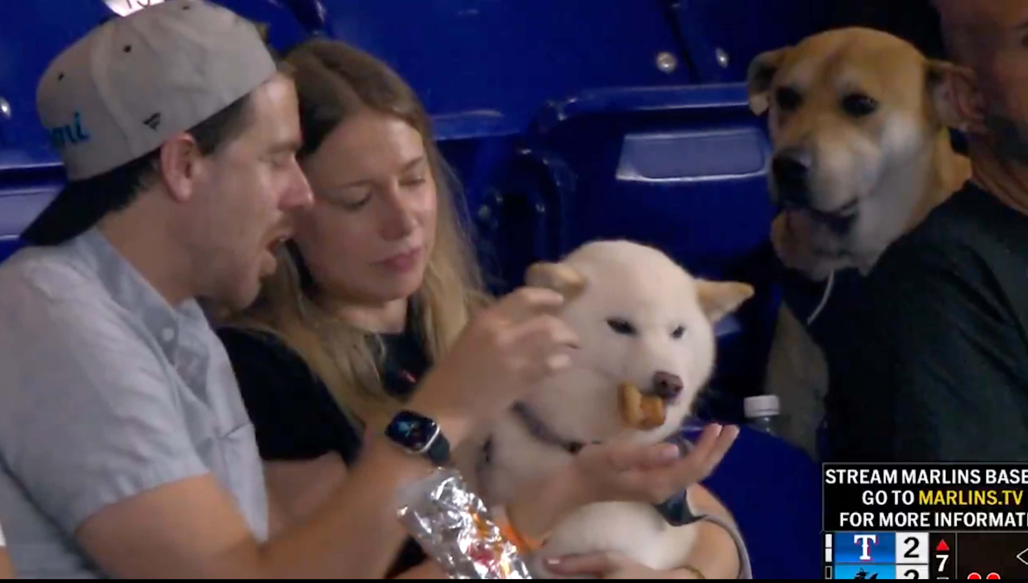 Good On The Miami Marlins for Doing The Right Thing, and Finding Out Who This Dog Is So They Can Treat It To A “Dream Day At The Ballpark” - UPDATE - The Dog Has Been Found