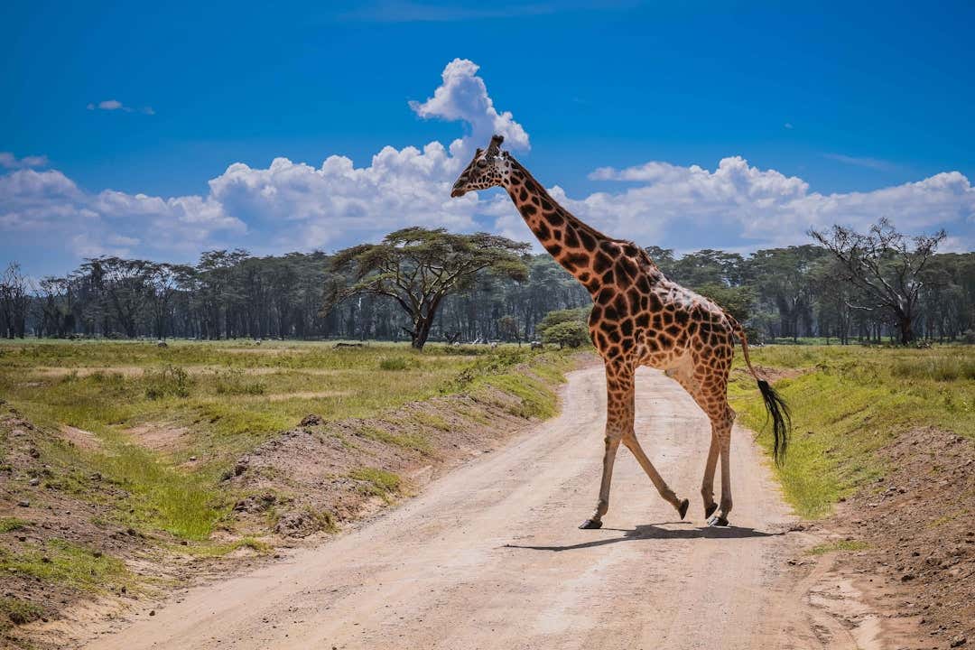 There's A Giraffe Missing In Texas, She's Been On The Run For Nearly 2 Weeks, There's A $5,000 Reward For Her Return