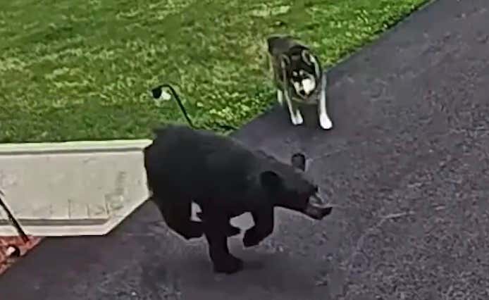 Dog of The Year – Video of Bear Charging Small Child Run Off By Family Husky