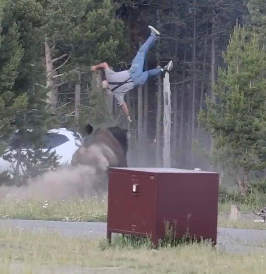 MUST WATCH: Yellowstone Tourist Gets Absolutely Truck-Sticked By A Bison