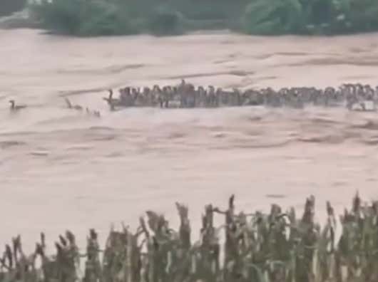 Hope Everybody Had A Great Weekend Because Now The World Is About To End After 900 Venomous Cobras Escaped From A Breeding Farm During A Massive Flood