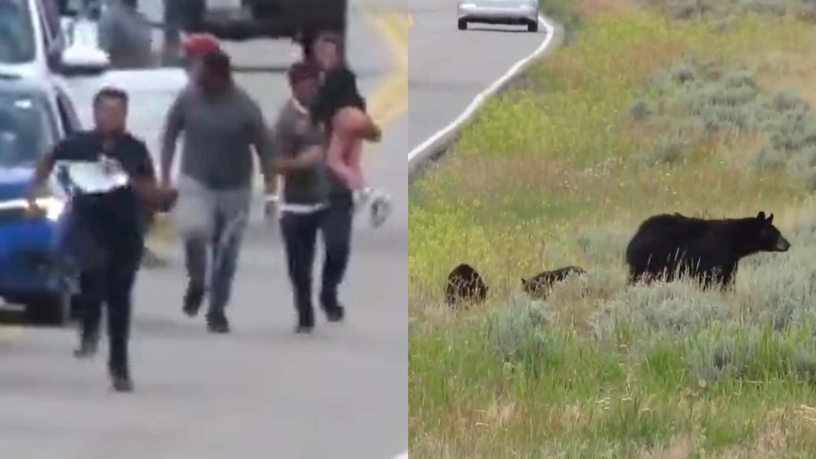 I Can't Stop Laughing At This Dumbass Yellowstone Family Running Full Speed (With Child) Directly at a Mother Bear and Her Cubs