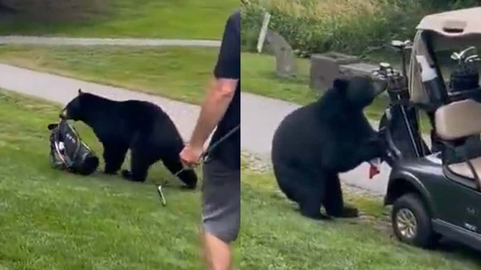 What Do You Do If a Bear Steals Your Golf Clubs?