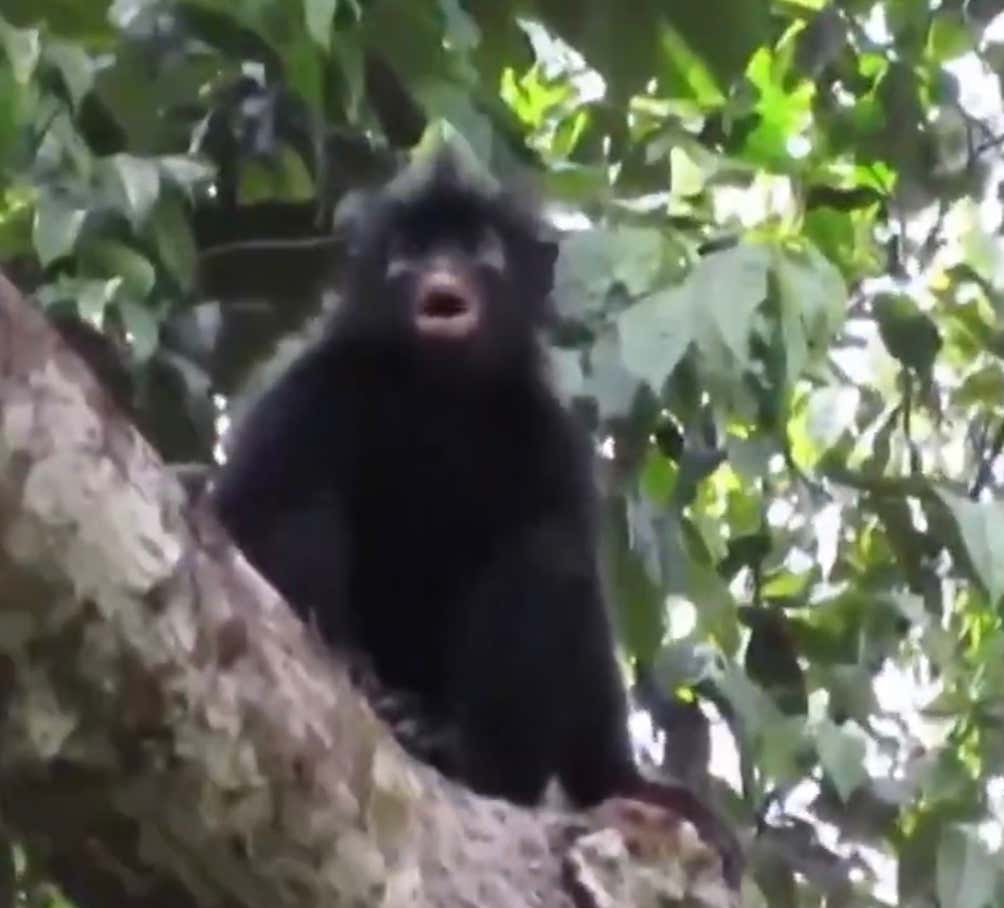SOUND THE PRESSES!!! NEW SPECIES OF MONKEY JUST DROPPED!!!