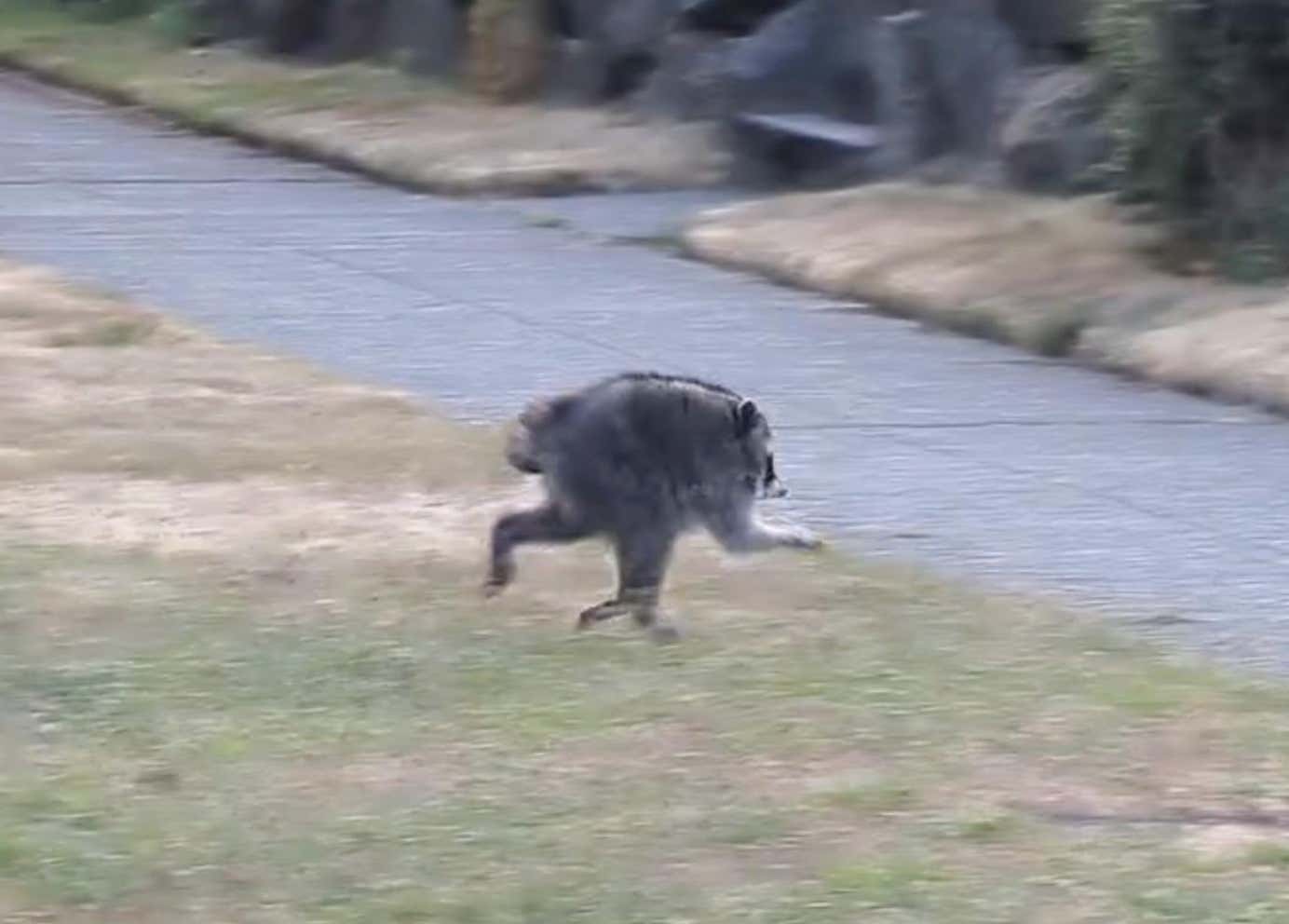 You Gotta See This: A Mutant Raccoon Named Jimothy Has Captured The Hearts Of America