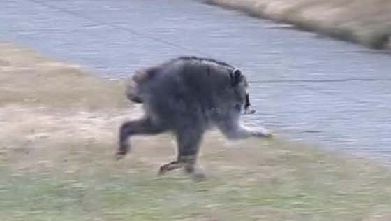 You Gotta See This: A Mutant Raccoon Named Jimothy Has Captured The ...