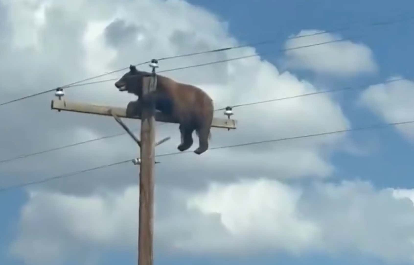 This Bear Rules: Big Ol' Bear Is Just Taking In The Views And Chilling At The Top Of A Utility Pole
