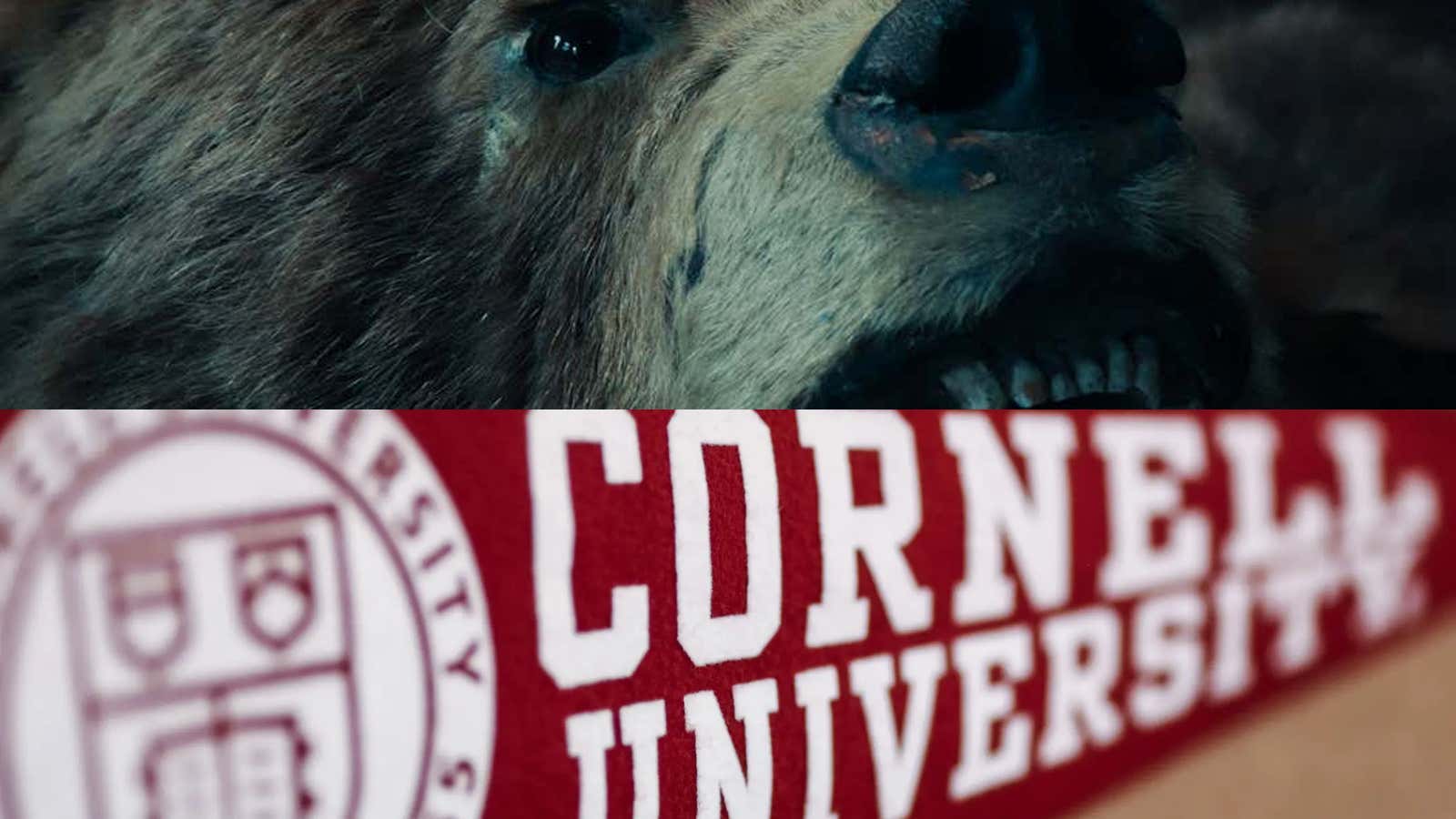 Ivy League School Refuses to Let Men Be Men – Cornell Bans Processing Wild Game in Dorms After Students Butchered a Bear in Communal Kitchen to Make Black Bear Pastrami