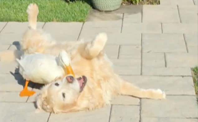 A Dog, A Duck, And The Best Story You Will Watch All Year