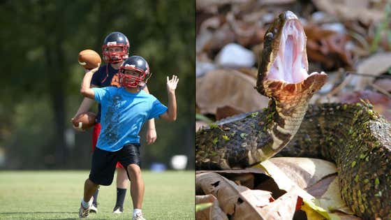 Nightmare Fuel: A HS Football Player Practiced for an Hour Before Discovering He Had a Venomous Snake in His Helmet.