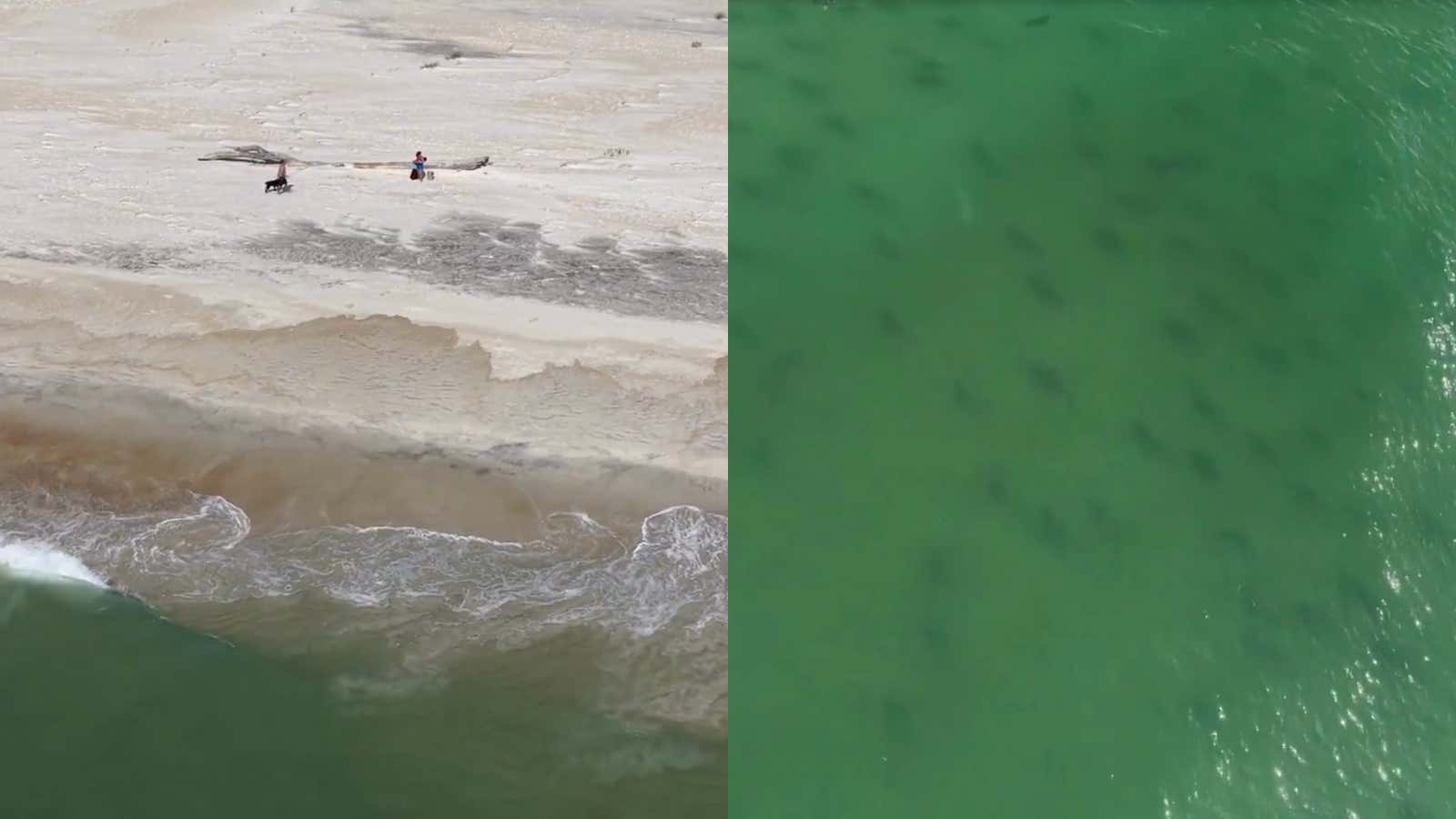 There Are Way Too Many Sharks, Way Too Close To Shore in North Carolina – Drone Footage Over Masonboro Island Shows Hundreds of Sharks Swarming Near Beach