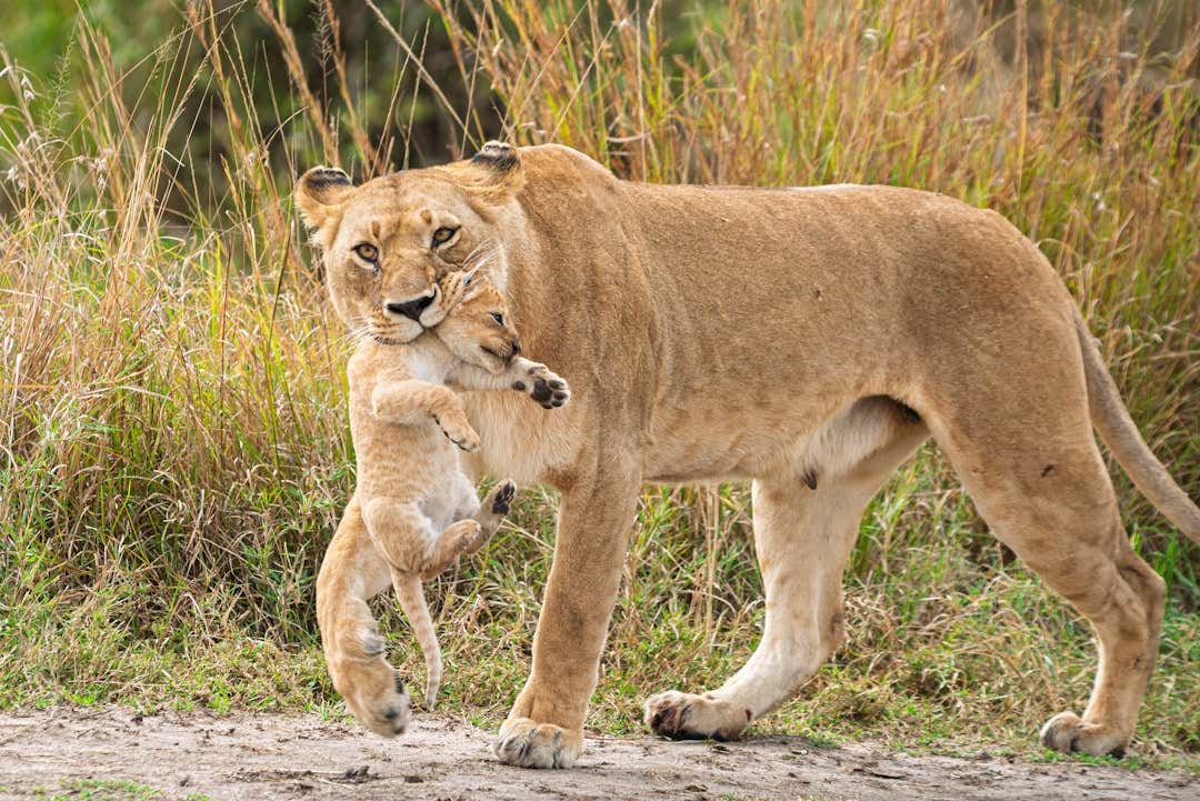 There's a 300-Pound Lion on The Loose With Her Cub in Central Indiana and Nobody Knows Where They Came From