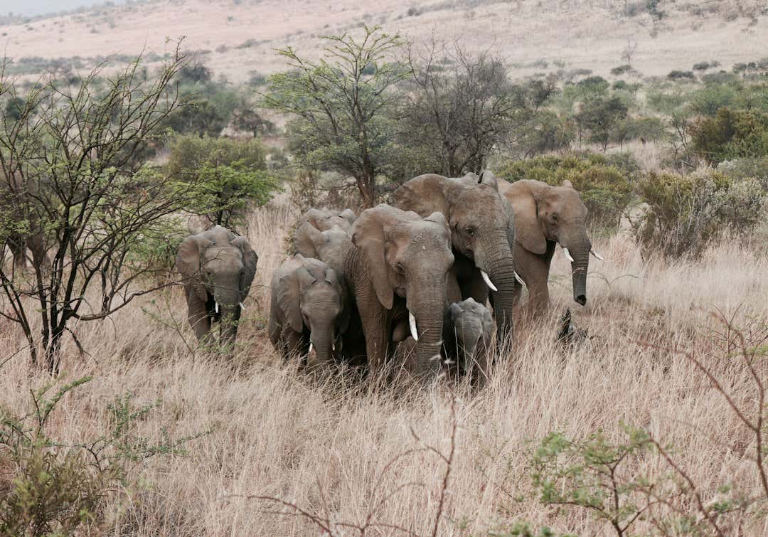 Hate To See It – Suspected Elephant Poacher Trampled To Death By Elephants