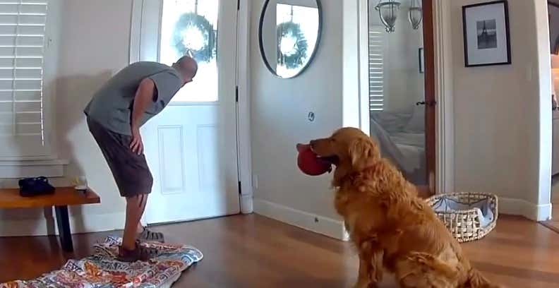With All Due Respect, Nash The Golden Retriever is The Worst Guard Dog I've Seen In My Life