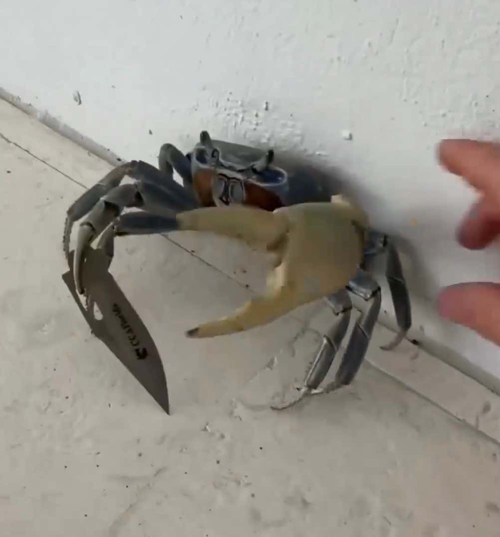 This Crab Has a Knife